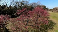 大仙公園の寒緋桜（２０２２年３月１６日）Insta360 ONE X2