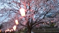 富士山の夫婦桜、旧小学校の記念桜、道の駅のモーニング、懐かし粉ミルクとこっぺパンのランチ♪物語♪