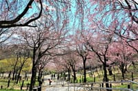 開花宣言の出た中の東山公園の桜!!