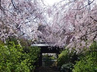 鎌倉散歩（桜）しましょう（１部）