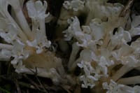 キヨスミウツボ（清澄靫） 寄生植物