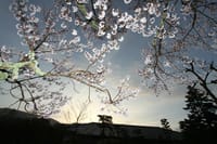 若草山の黎明「桜匂い立つ美しさ」
