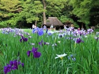 写真３枚は、小石川後楽園の菖蒲田、白山神社の紫陽花、菖蒲と蝶　東大　小石川植物園にて