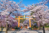 平野神社でお花見と金閣寺散策 可能ならフルーツパーラー