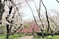 庄内緑地公園の桜🌸🌸　グッドタイミングでした😀