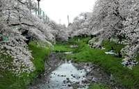 河岸の桜並木が美しい “ 根川緑道 ”