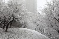 東京　大雪　さっそく撮影