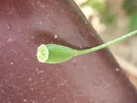 長実雛罌粟の種子の様子　帰化植物在来種駆逐の可能性種子管理が必要