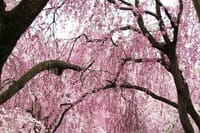京都 原谷苑の紅しだれ桜と仁和寺、御室桜