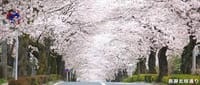 ４月６日（土）空が見えないほどの桜のトンネル日本さくらの名所百選長瀞町北桜通り散策　秩父鉄道野上駅１３時