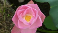 白鷺公園の蓮の花　薄いピンク（２０２３年７月１３日）