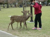 奈良の鹿に会ってきました