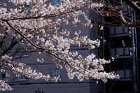 2024年4月2日尾久野原公園の枝垂桜♪