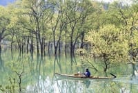 白河湖の水没林