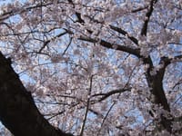 お花見と言えば皇居のお堀の桜並木である。