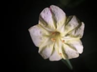このオシロイバナの開花一輪は天然の光の中でがメラしたかった