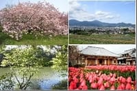☆里山ハイキング　八重桜、チューリップを楽しめる春の渋沢丘陵を歩きましょう （Bクラス）