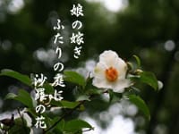『日々のフォト俳句』　沙羅の花２