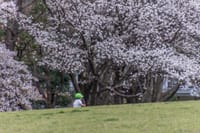 桜咲く府中の森公園