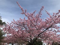聖埼公園の河津桜も満開だった