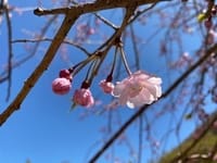 3月２2日（月）上野ランチ→花見散歩