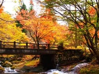 紅葉ミステリー▪まるで十和田湖の奥入瀬のような「もみじの渓流」と高原ドライブ▪りんご園