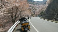 Harley Davidsonで行く　奈良県【吉野山の千本桜】❣
