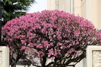 写真３枚は、区立中学校の桜？、二ケ領用水の桜、溝口神社の白いマンサク