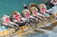 レトロな信州・渋温泉満喫と　お猿の地獄谷温泉