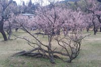 陽気につられて梅も桜も満開に　　　　鹿児島暮らし