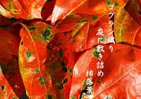 『日々の俳句』柿落葉