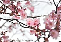 桜川市薬王院の梅とつくし湖の桜