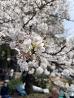 上野での花見🌸〜財布紛失〜何と発見される！😳　その1