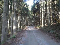 **中止**西丹沢県民の森コース、森林浴ハイキング