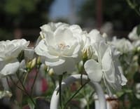 白い薔薇は非暴力の意味合いも!! 一際眩しい春の陽光の中で
