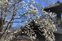 ハクモクレンが咲く風景