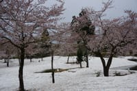 守門温泉と雪上桜