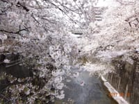 石神井川の桜～飛鳥山公園の桜