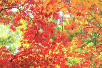 写真は、平林寺の紅葉、平林寺の山門、秋の睡足軒の森
