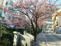熱海桜は今週で終わり^^