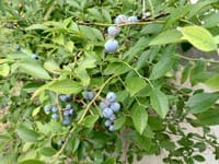 鉢上ブルーベリーの収穫と台風対策
