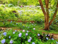 神戸森林公園ハイキング（谷上～新神戸）+森林公園紫陽花散策
