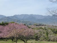 頭高山　八重桜は日本一