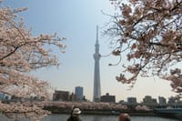 「隅田公園」の桜を見て来ました。
