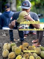 画像シリーズ-27「クラテン・クンバン市場でドゥリアンを選りすぐる」”Berburu Durian di Pasar Kembang Klaten”