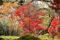 写真３枚は、数年前の永観堂の紅葉、アザミとアゲハチョウ、チャノキ