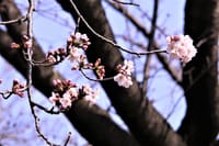 「3月21日　ソメイヨシノが開花しました！」