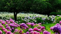 「世の中にたえて紫陽花のなかりせば･･･」今日もアナベル嬢に逢いに北公園へ・・・