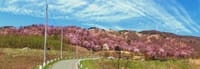 桜と岩手山 （その2）