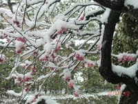 東京に大雪；長引く風邪；歯の調整